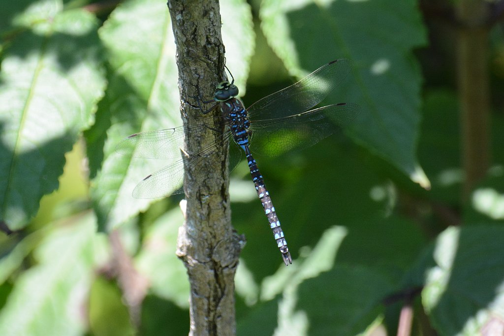 113 2013-07305136 Wachusett Mountain State Reservation, MA.JPG - Variable Darner Dragonfly (Aeshna interrupta). Wachusett Mountain State Reservation, Princeton, MA, 7-30-2013